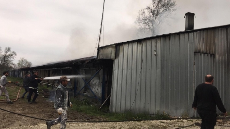 Yumurta Fabrikasında Çıkan Yangında 12 Bin Tavuk Telef Oldu