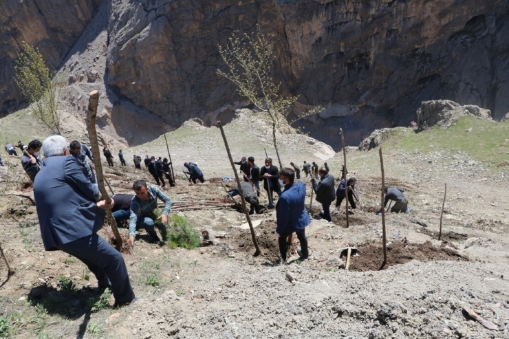 Hakkari’de Bin Adet Fidan Dikildi
