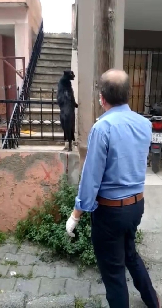 Demir Korkuluğa Saplanan Kediyi İtfaiye Kurtardı