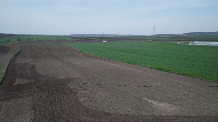 İbb Desteği Kesince İstanbul’da Lale Üretimi Durdu