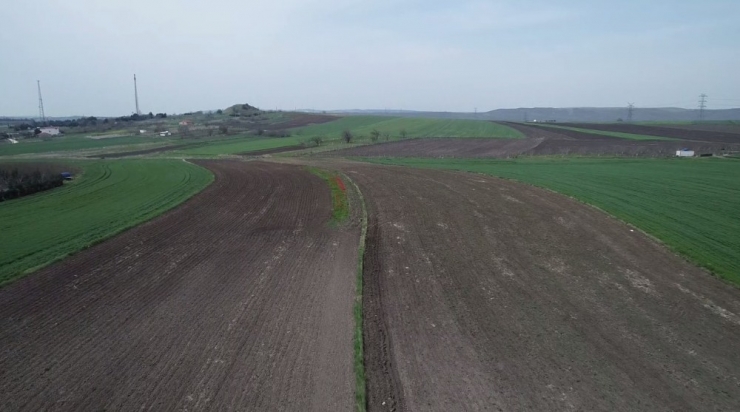 İbb Desteği Kesince İstanbul’da Lale Üretimi Durdu