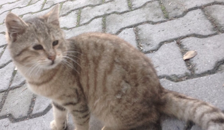 italyan Astrofizikçi Korona Günlerinde Kaybolan Kedisini Arıyor