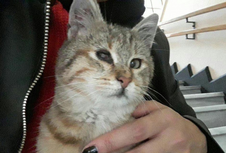 italyan Astrofizikçi Korona Günlerinde Kaybolan Kedisini Arıyor