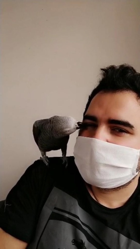 Sahibi Korona Virüse Yakalanan Papağan Pakize: “Evden Çıkma, Evde Kal”