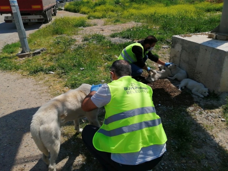 Sokakta Yaşayan Canlılara “Gönülden” Destek