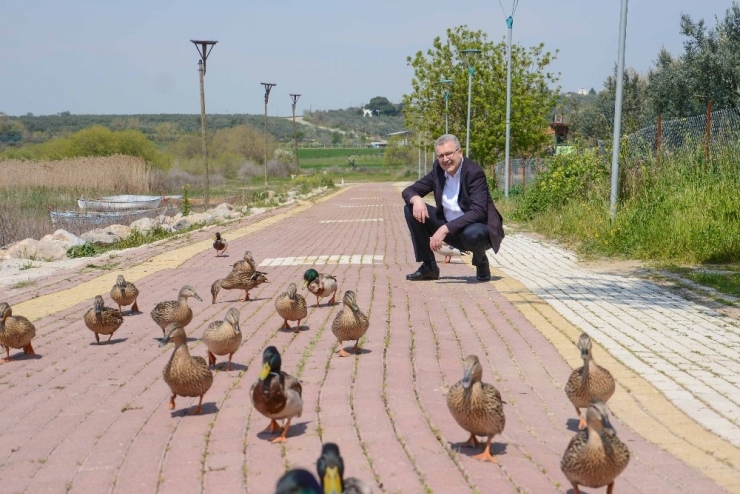 Belediye Başkanı Uluabat’taki Ördekleri Elleriyle Besledi, Doğa Mesajı Verdi