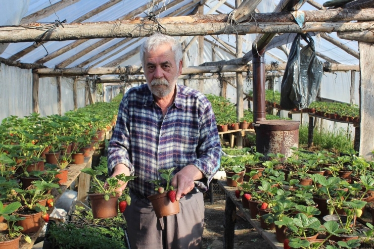 Korona Virüs Salgını Sonrası Milli Piyango Bileti Satamayınca Çilekçiliğe Başladı