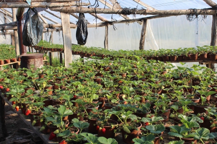 Korona Virüs Salgını Sonrası Milli Piyango Bileti Satamayınca Çilekçiliğe Başladı