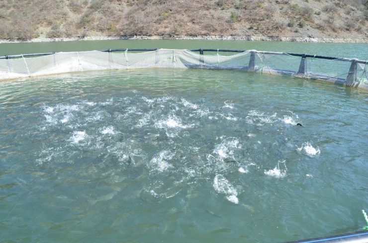 Alabalık Tesisinden 300 Kg Balık Çaldılar