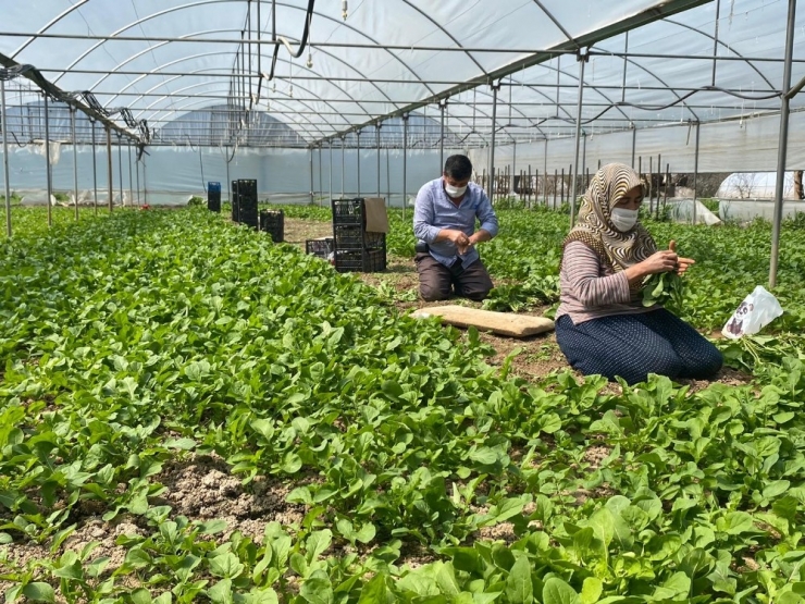 İç Anadolu’nun ’Antalya’sı’da Üretim Hız Kesmeden Devam Ediyor