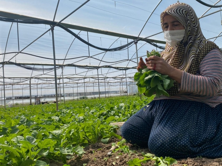 İç Anadolu’nun ’Antalya’sı’da Üretim Hız Kesmeden Devam Ediyor