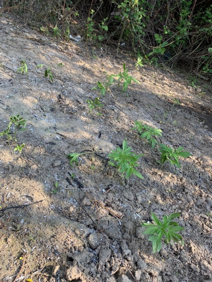 Gediz Nehri Kenarında 55 Kök Kenevir Ele Geçirildi