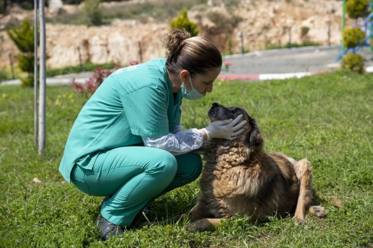 Hayvan Bakımevleri Ziyarete Kapatıldı