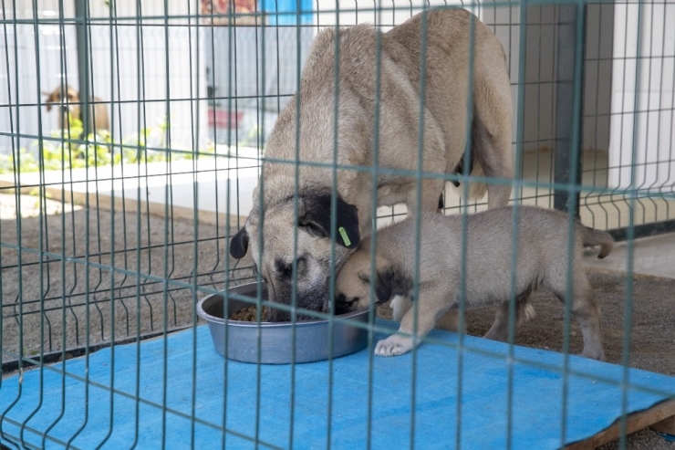 Hayvan Bakımevleri Ziyarete Kapatıldı