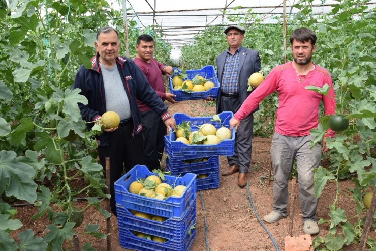 Antalya’da Kavun Hasadı Başladı