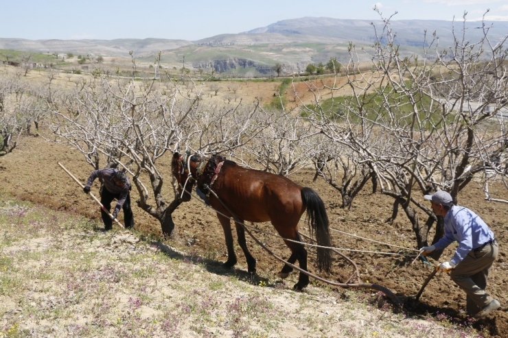 Korona Virüs Bağ Sahiplerini Vurdu