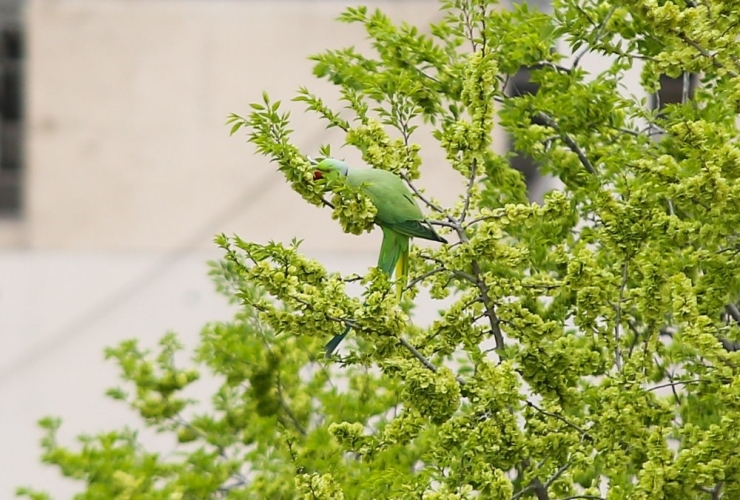 Başkent Sokakları Yeşil Papağanlara Kaldı