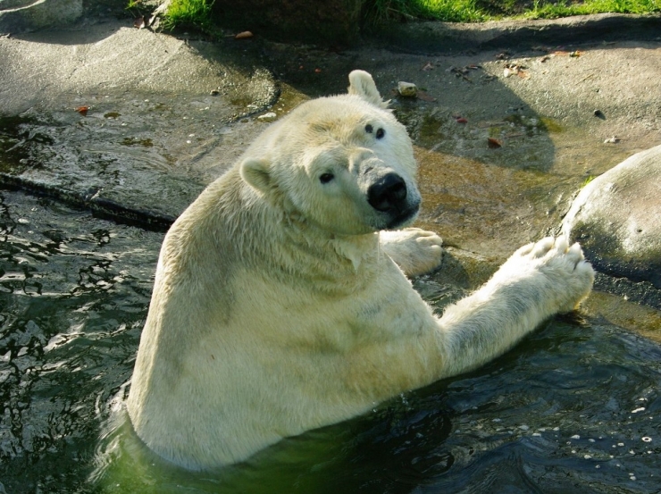 Korona Virüs Salgını Hayvanat Bahçesini De Vurdu