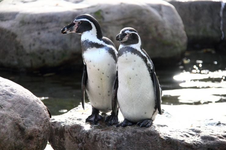 Korona Virüs Salgını Hayvanat Bahçesini De Vurdu