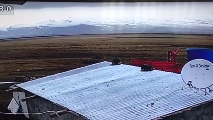 Ardahan’da Çiftliğe İnen Kurt Sürüsü, Çoban Köpeklerinin Hışmına Uğradı