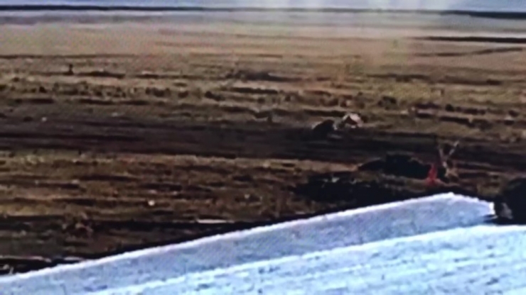 Ardahan’da Çiftliğe İnen Kurt Sürüsü, Çoban Köpeklerinin Hışmına Uğradı