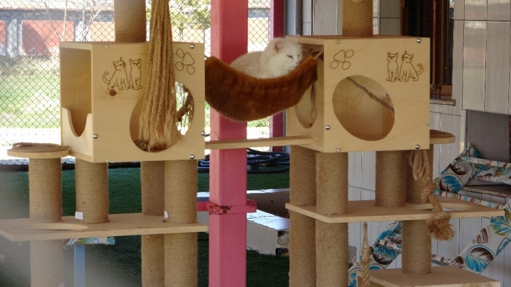 Dünyaca Ünlü Van Kedileri ‘Sevgisiz’ Kaldı