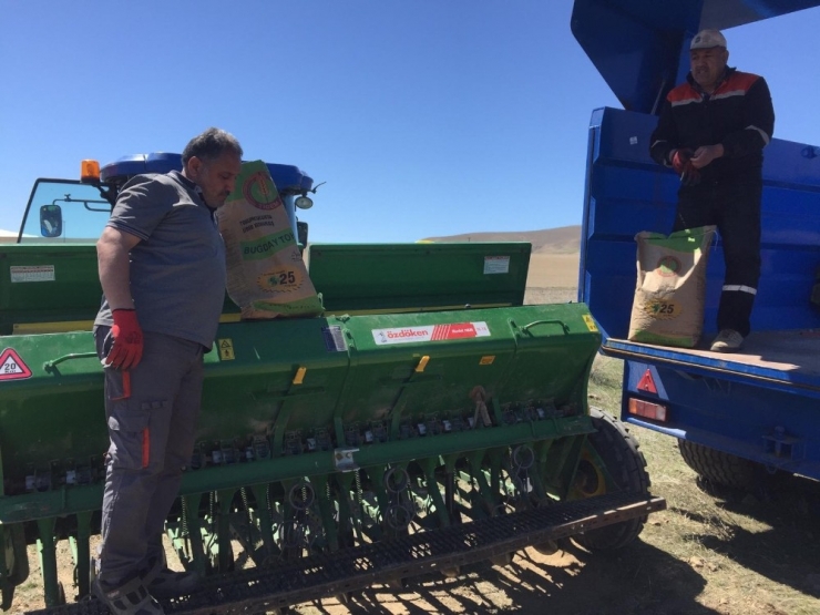 Çiftçiler Yüzde 75 Hibeli Tohumları Tarlalarına Ekmeye Başladı