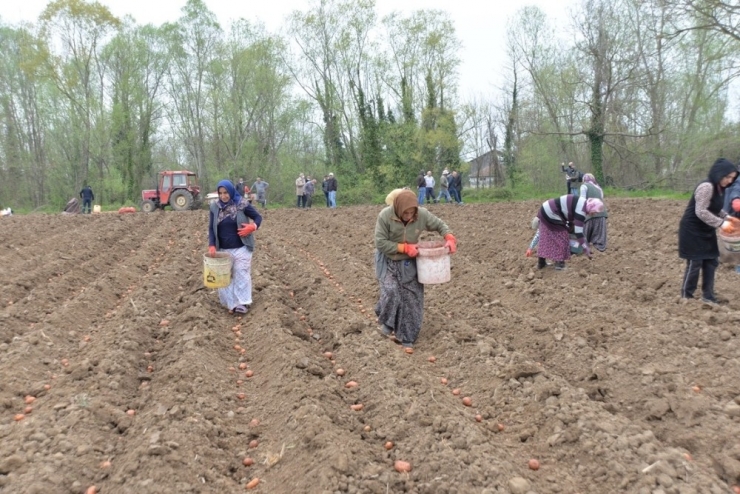 Çiftçiler Ekim Alanlarının Bir Bölümünü İhtiyaç Sahipleri İçin Ekti