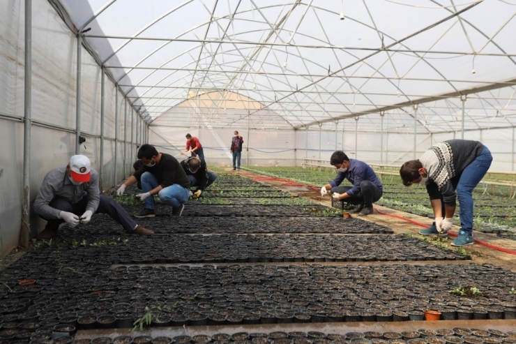 Erzincan’da Binlerce Çiçek Toprakla Buluşturulacak