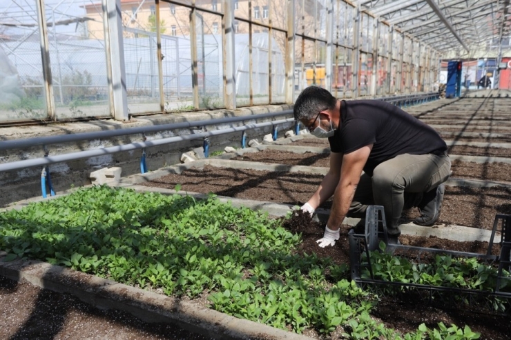 Erzincan’da Binlerce Çiçek Toprakla Buluşturulacak