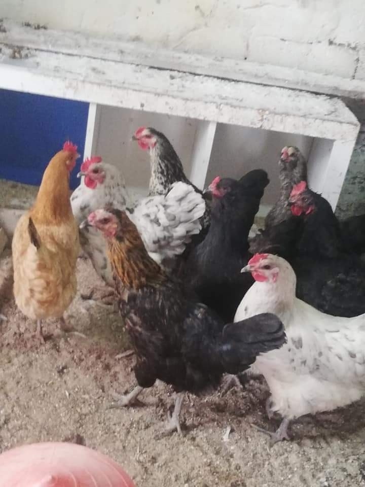 Eskişehir’de Fıkra Gibi Hırsızlık