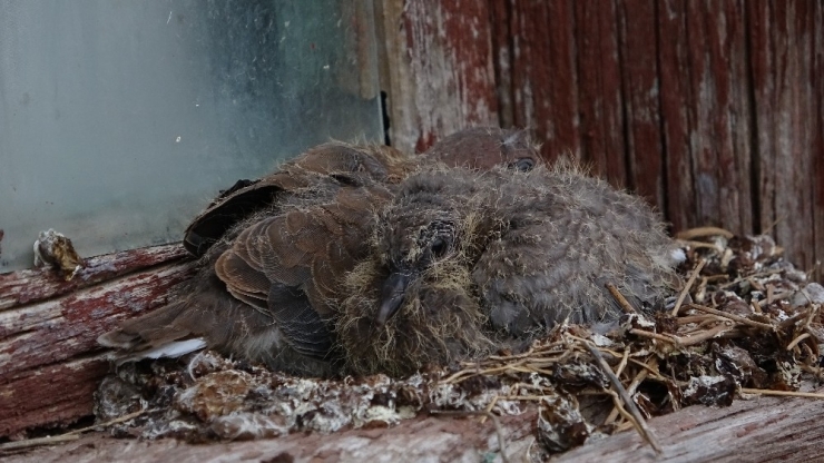 Evden Çıkamayan Yaşlı Adama Sürpriz Ziyaretçi