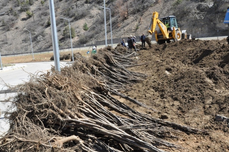 Gümüşhane Ceviz Vadisi Olma Yolunda İlerliyor
