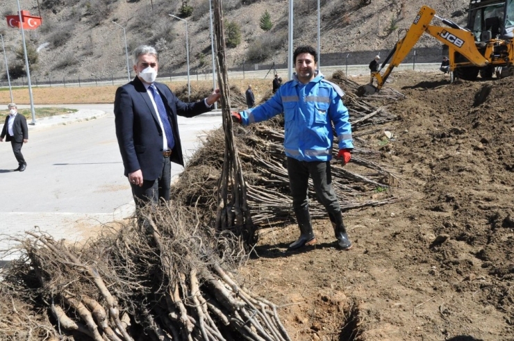 Gümüşhane Ceviz Vadisi Olma Yolunda İlerliyor