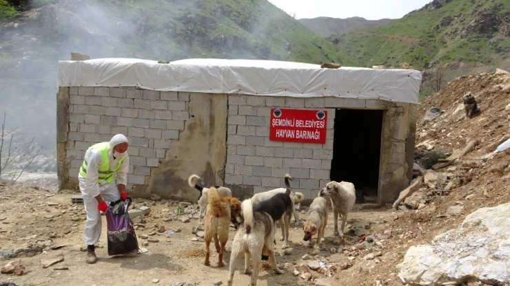 Şemdinli’de Sokak Hayvanları Unutulmadı