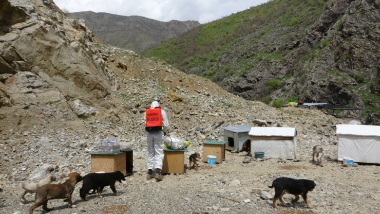 Şemdinli’de Sokak Hayvanları Unutulmadı