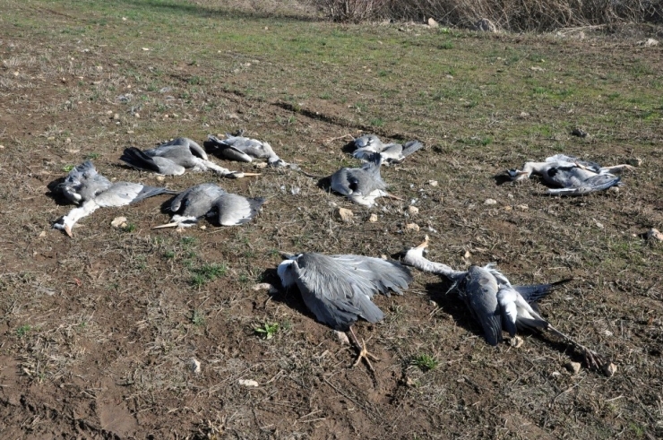 Nehil Sazlığı’nda Korkutan Kuş Ölümleri