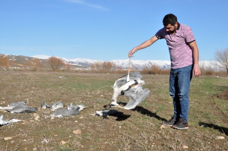 Nehil Sazlığı’nda Korkutan Kuş Ölümleri