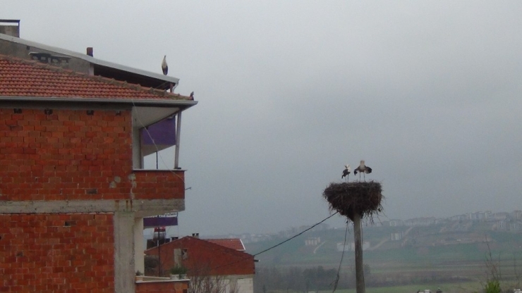 Telef Oluyorlardı...yeni Yuva Yaptılar Ama Onları Tuzak Görüyorlar