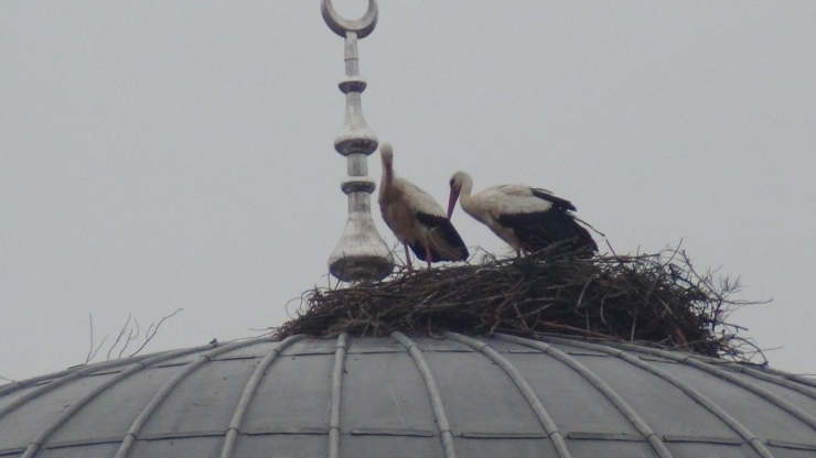 Telef Oluyorlardı...yeni Yuva Yaptılar Ama Onları Tuzak Görüyorlar