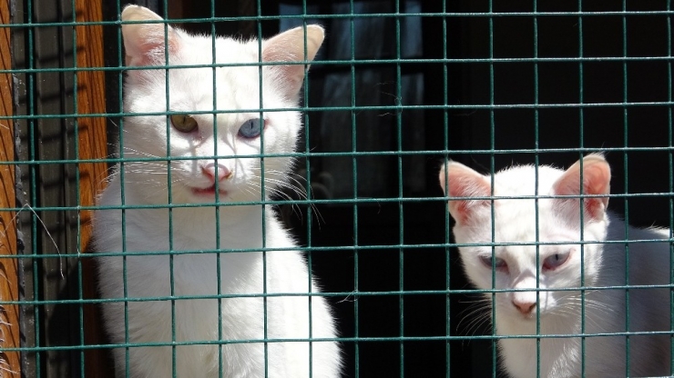 Dünyaca Ünlü Van Kedileri ‘Sevgisiz’ Kaldı