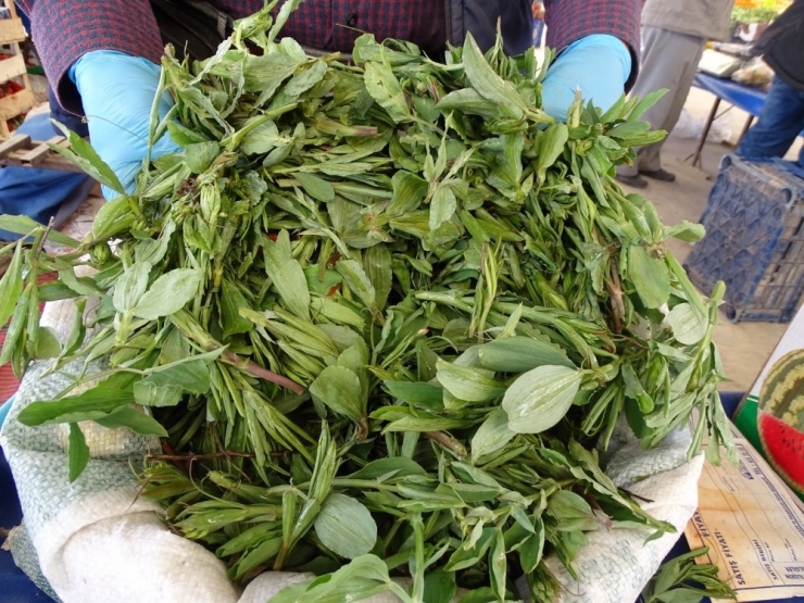 Hisarcık’ta Bitkisel Antibiyotik Madımak Otu Tezgahlardaki Yerini Aldı