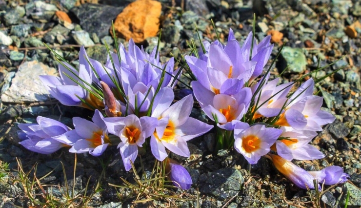 Kocaeli’de Yeni Bitki Türü Keşfedildi