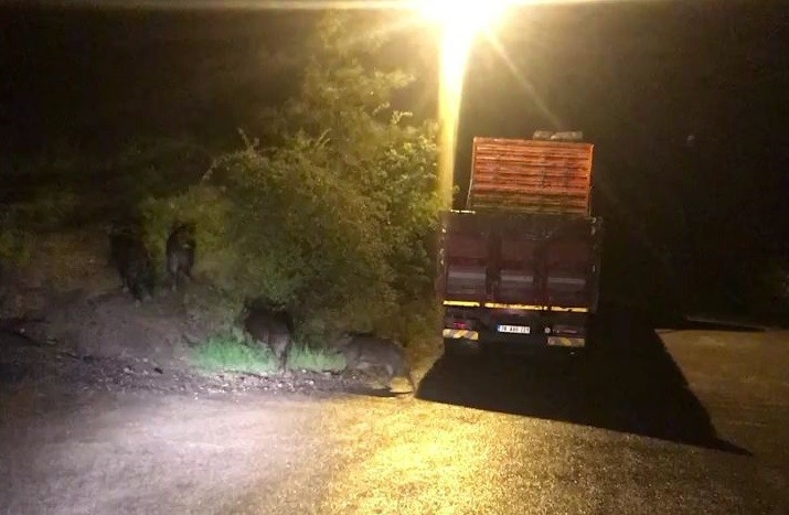 Aç Kalan Domuzlar Şehre İndi