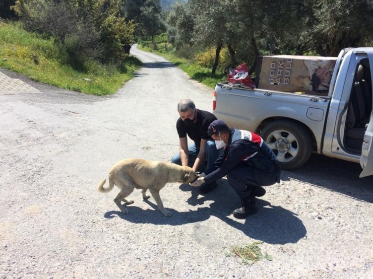 Sokak Hayvanlarına Yem Takviyesi