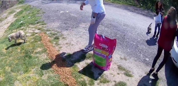 İstanbul’da Duyarlı Gençler Ormandaki Sokak Hayvanlarını Besledi