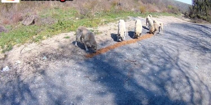İstanbul’da Duyarlı Gençler Ormandaki Sokak Hayvanlarını Besledi