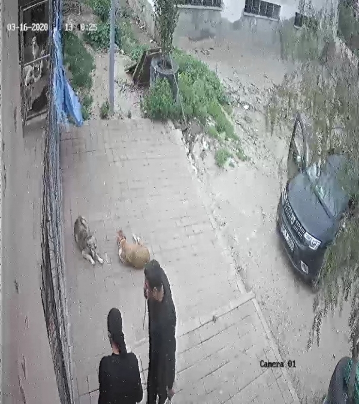 Kozan’daki Barınağa Ölü Köpekler Çuvalla Taşındı İddiası