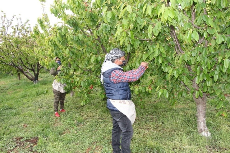 Kuzey Yarımkürenin İlk Kirazı Pazara Düştü, 400 Liradan Alıcı Buldu