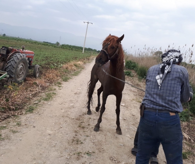Sulama Kanalına Düşen Atı İtfaiye Kurtardı